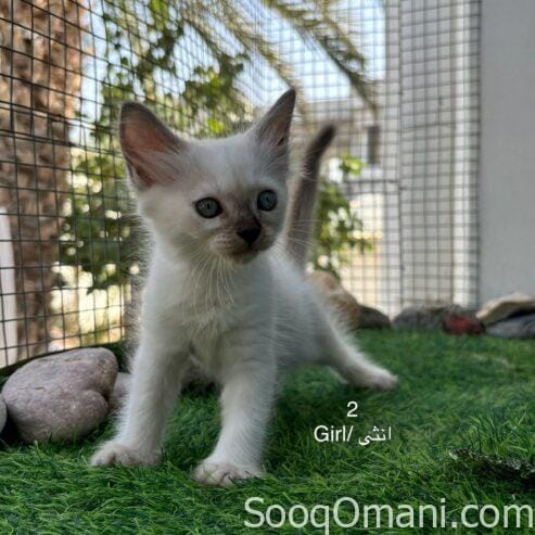 Persian cats for sale