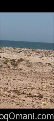 ✨فرصة استثمارية للبيع أرض سكنية في ولاية محوت راس الجردود على شاطئ البحر في موقع متميز.