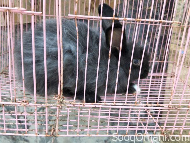 Dutch rabbit