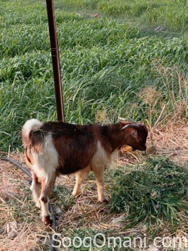 10 to 11 month old fat goat
