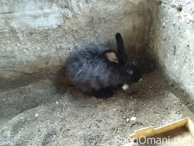 Dutch rabbit