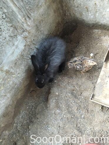 Dutch rabbit