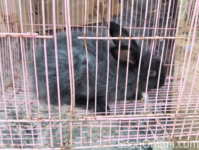 Dutch rabbit