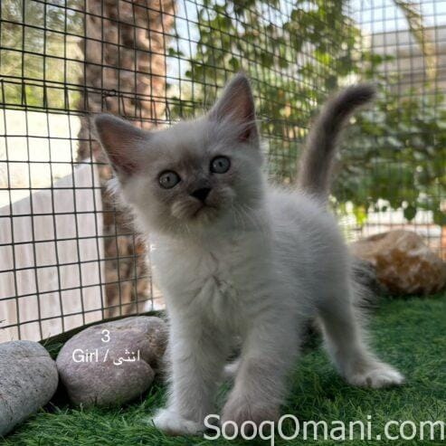 Persian cats for sale
