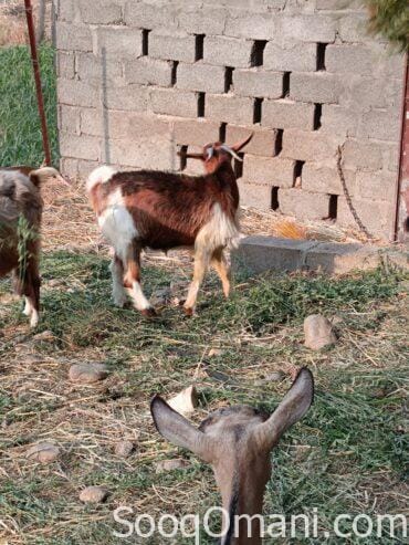 10 to 11 month old fat goat