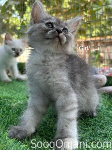 Persian cats for sale