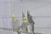 Various types of friendly parrots for sale; see description.