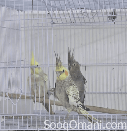 Various types of friendly parrots for sale; see description.