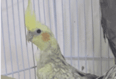 Various types of friendly parrots for sale; see description.