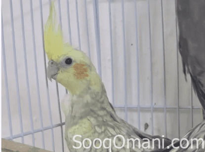 Various types of friendly parrots for sale; see description.