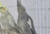 Various types of friendly parrots for sale; see description.