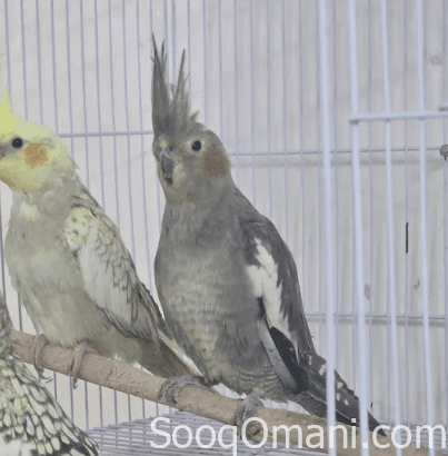 Various types of friendly parrots for sale; see description.