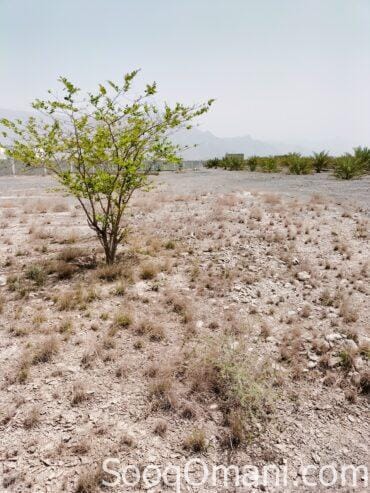 Ready-to-use agricultural land