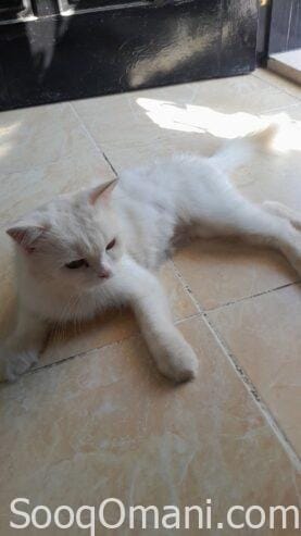 Persian cat for sale