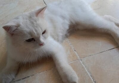 eb458634-fddb-4b4d-8404-b6d703806498