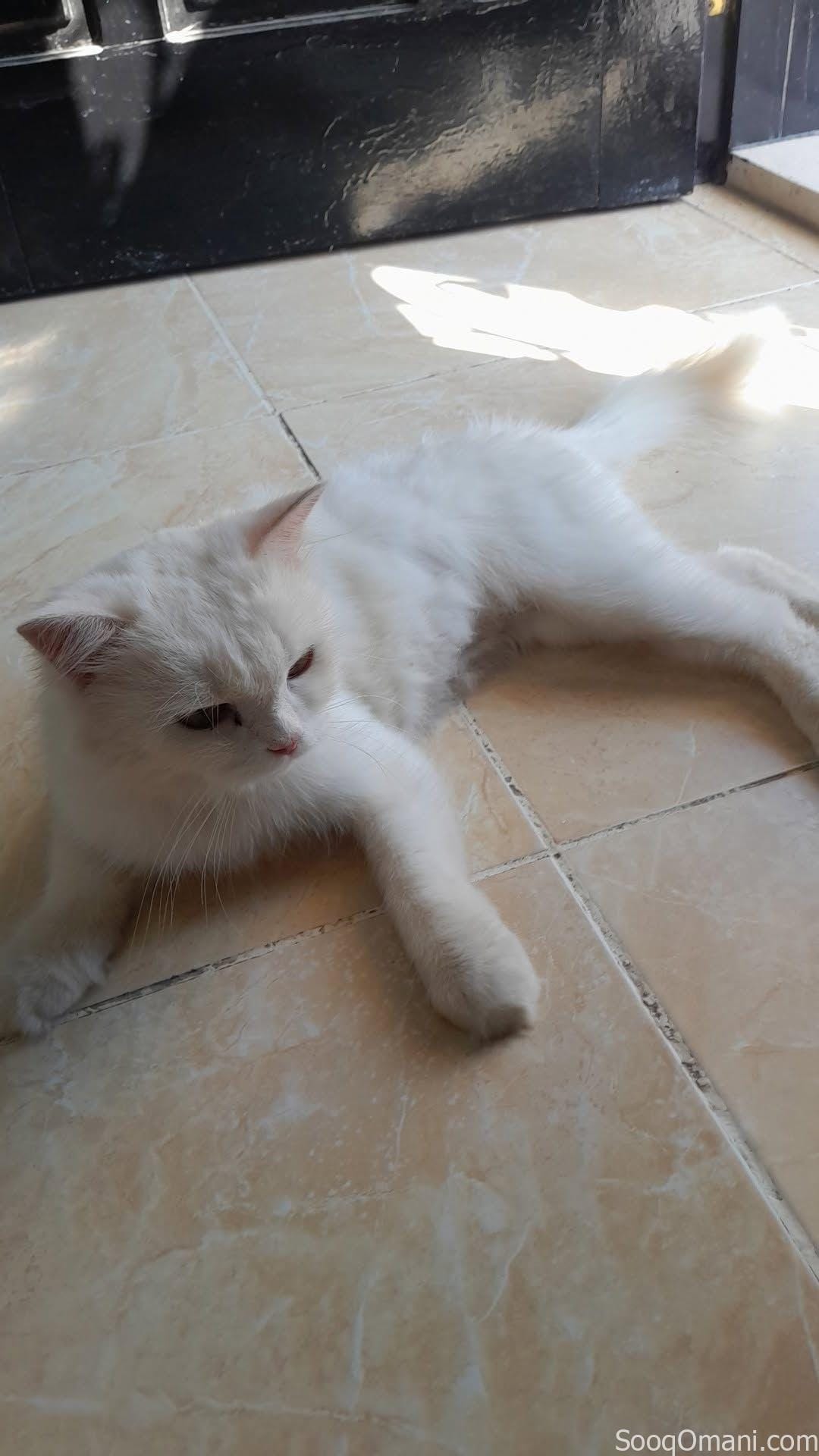 Persian cat for sale