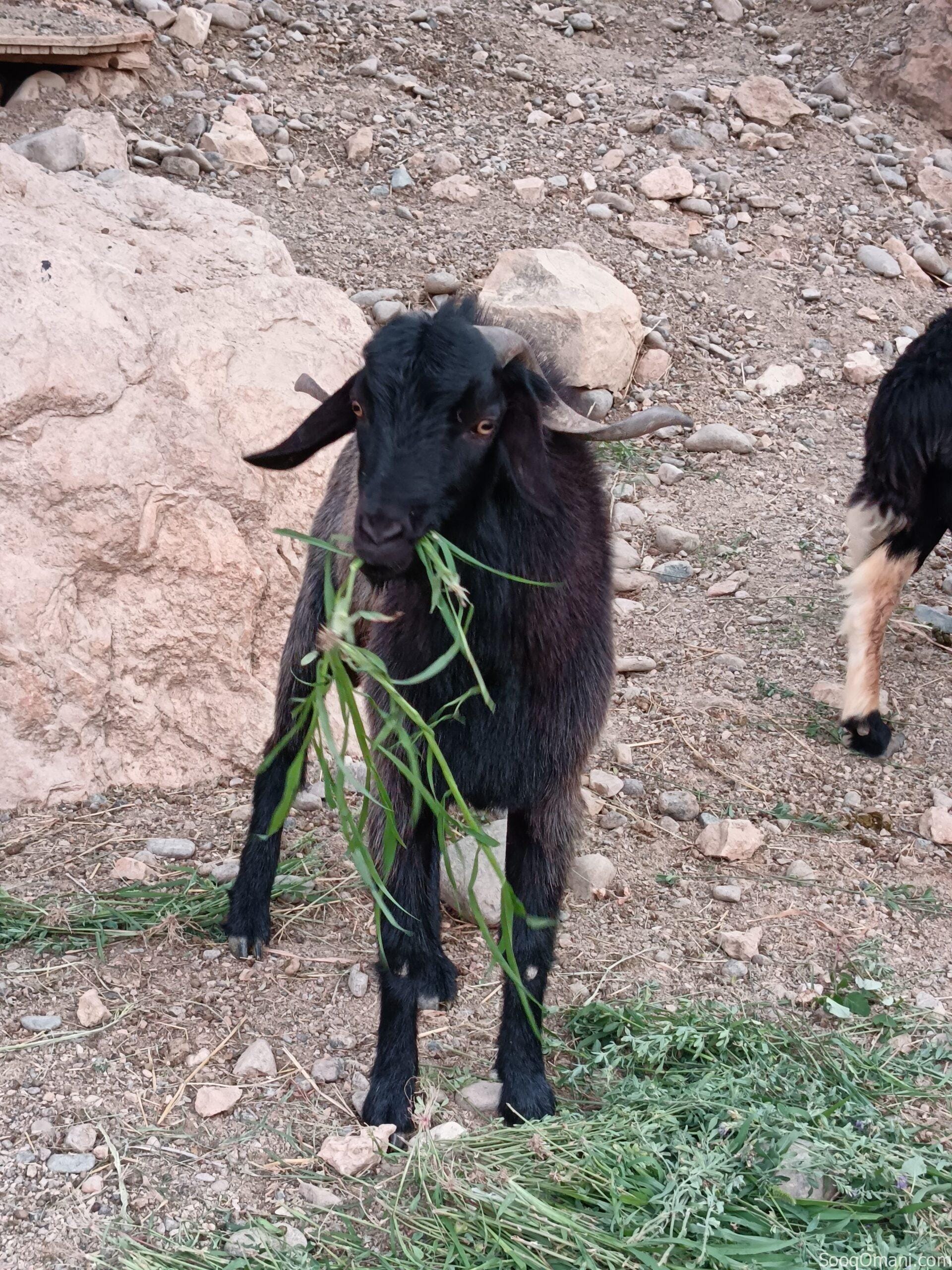 تيس الدار بغيته للذبح ولا هديد