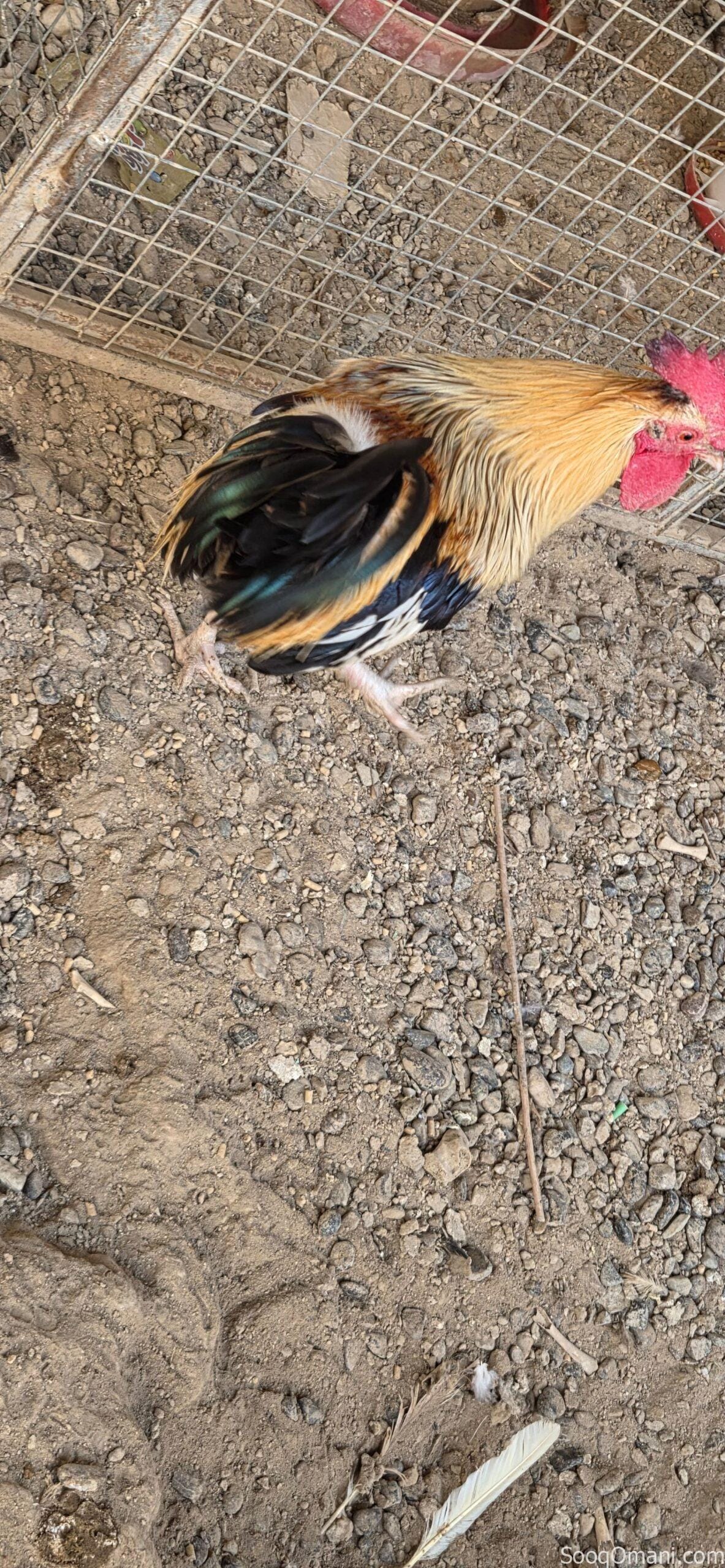 🔥 للبيع ديك عُماني أصيل – فرصة مميزة 🔥