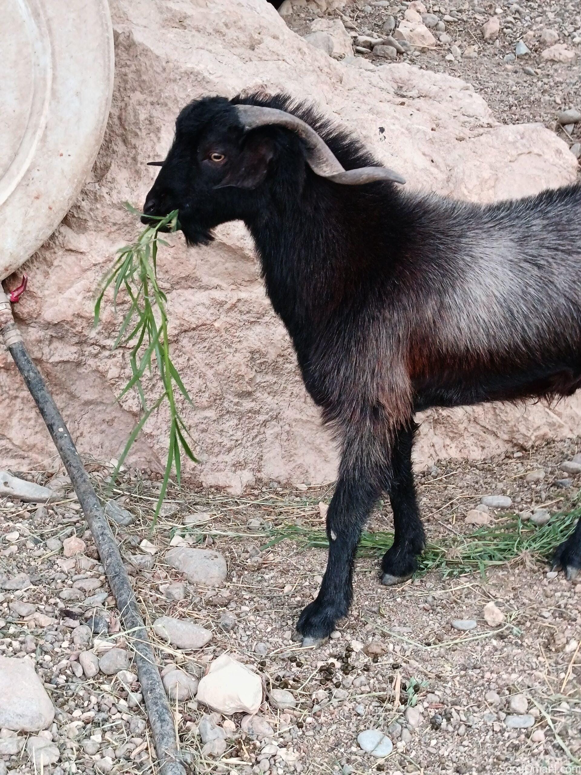 تيس الدار بغيته للذبح ولا هديد