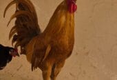 🔥 Unmissable Opportunity | Purebred Omani Rooster for Sale 🔥