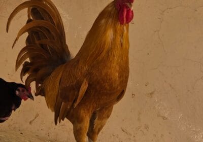 3f6ffa27-534f-4ec5-bd32-9a1fbec806bc