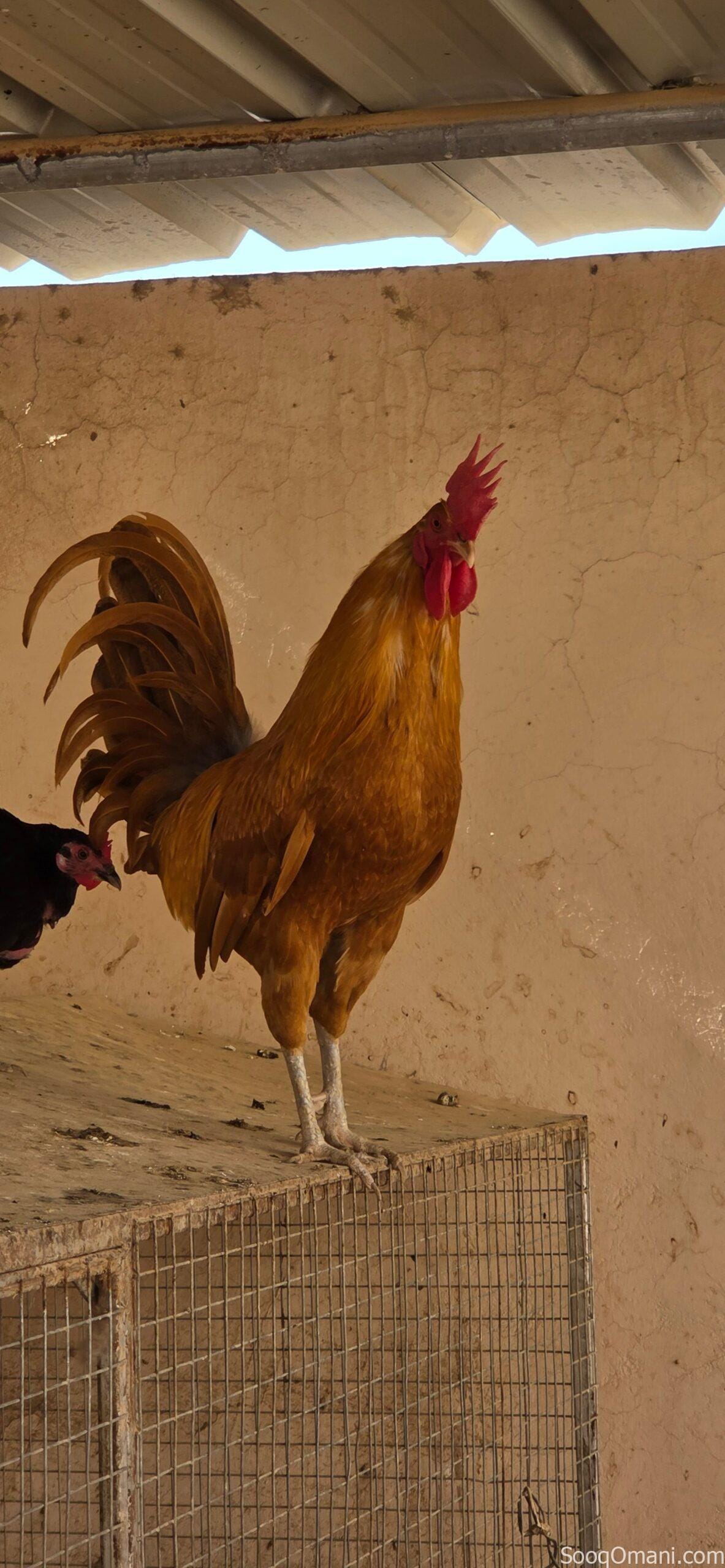🔥 Unmissable Opportunity | Purebred Omani Rooster for Sale 🔥