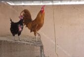 🔥 Unmissable Opportunity | Purebred Omani Rooster for Sale 🔥