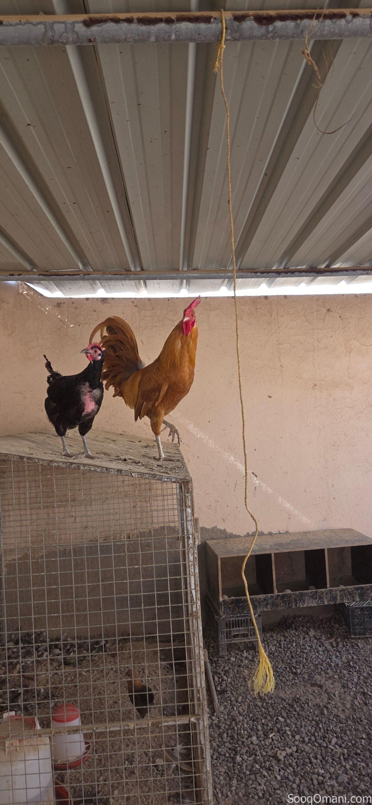 🔥 Unmissable Opportunity | Purebred Omani Rooster for Sale 🔥