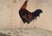 🔥 For sale: Purebred Omani rooster – looks and performs well 🔥