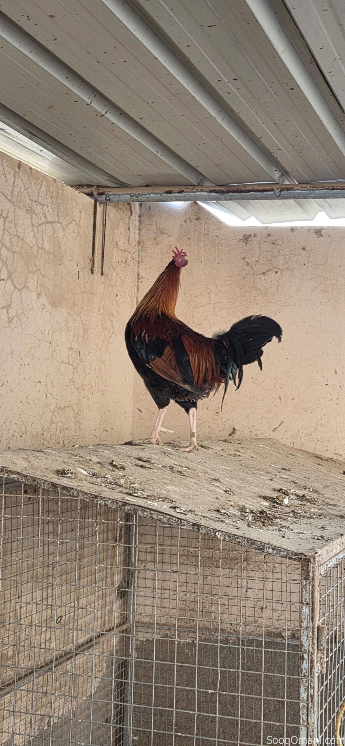 🔥 للبيع ديك عُماني أصيل – شكل وقوة 🔥