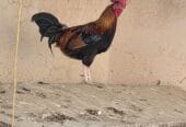🔥 For sale: Purebred Omani rooster – looks and performs well 🔥