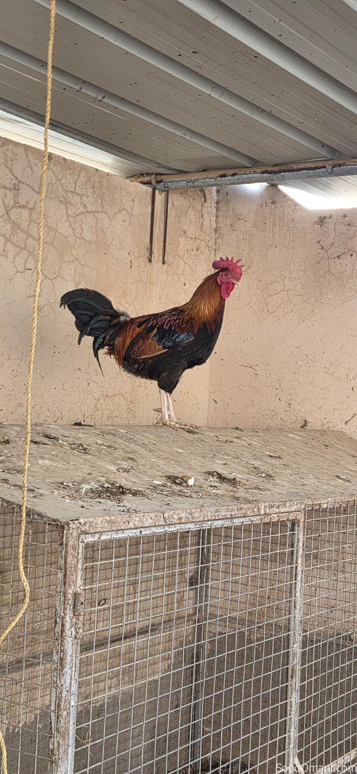 🔥 For sale: Purebred Omani rooster – looks and performs well 🔥