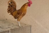 🔥 Unmissable Opportunity | Purebred Omani Rooster for Sale 🔥