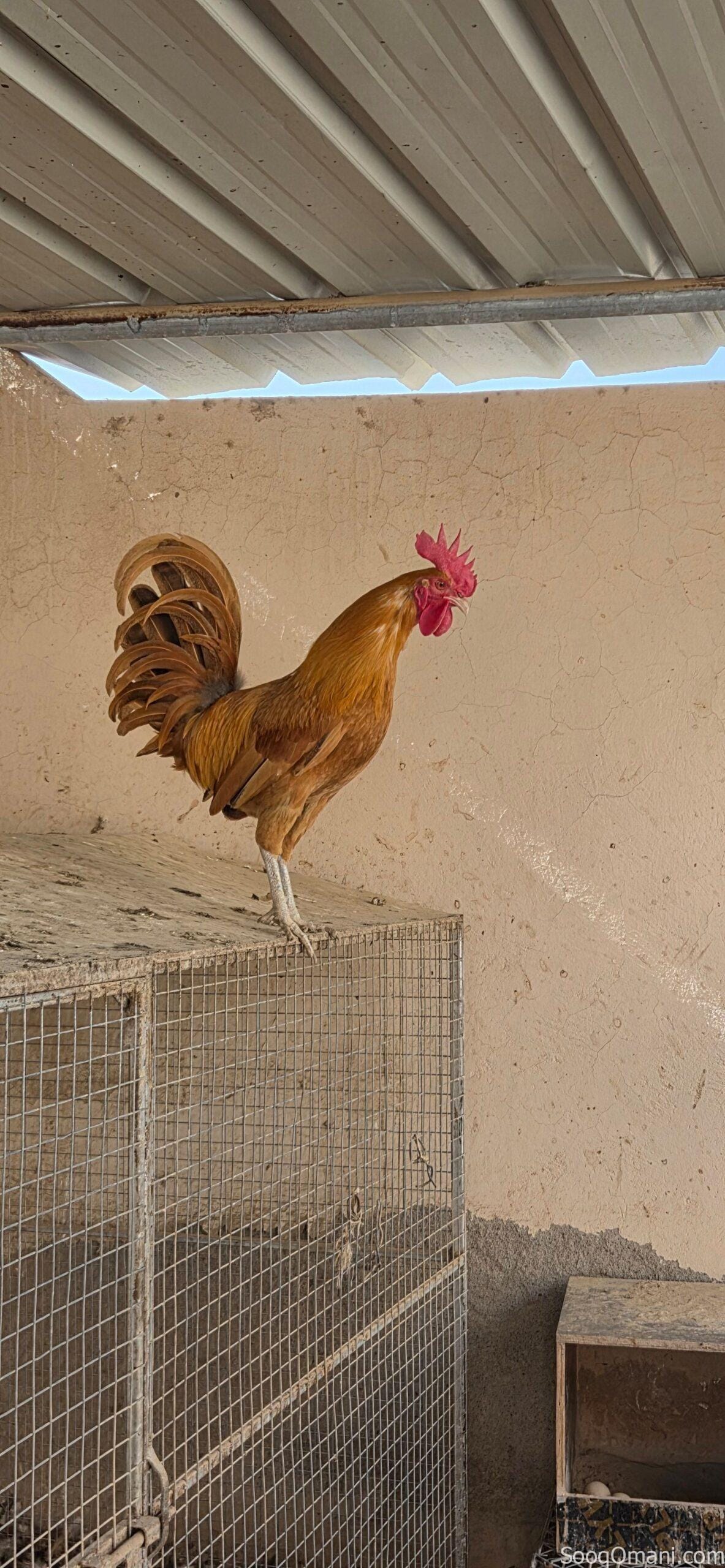 🔥 Unmissable Opportunity | Purebred Omani Rooster for Sale 🔥