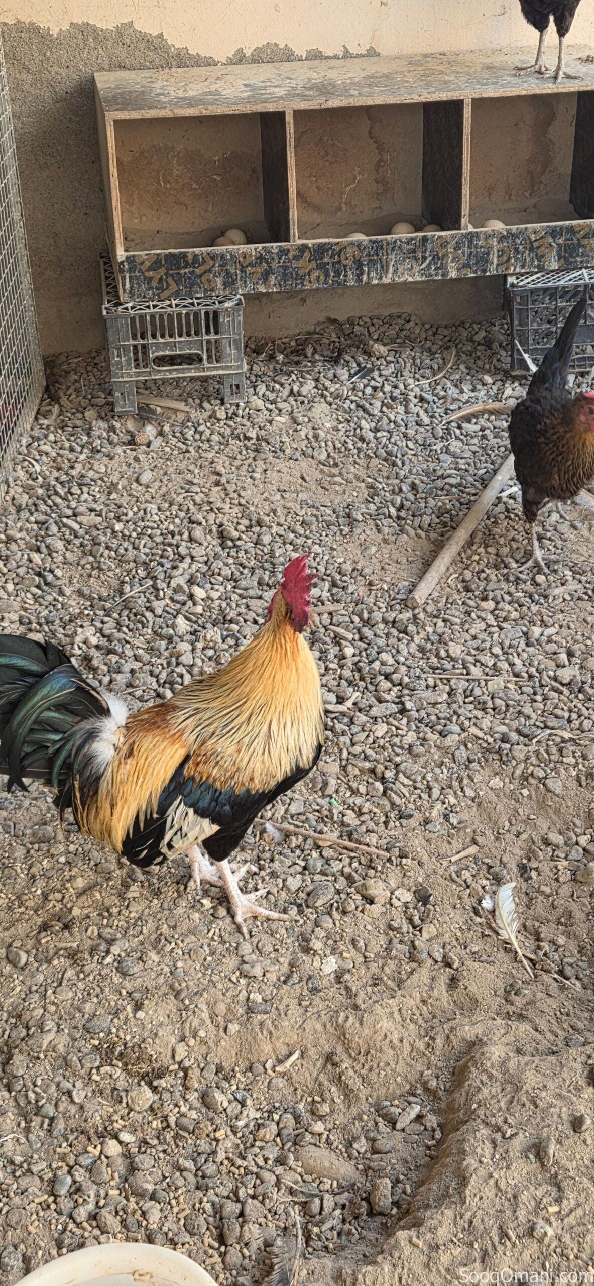 🔥 للبيع ديك عُماني أصيل – فرصة مميزة 🔥