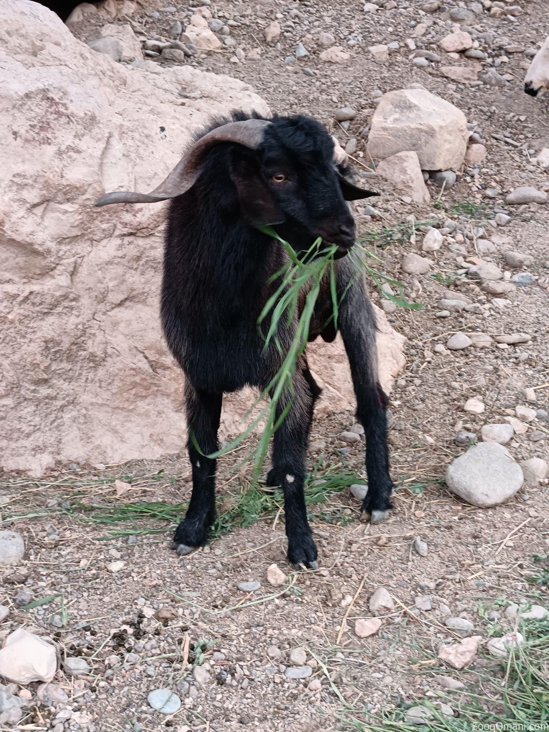 تيس الدار بغيته للذبح ولا هديد