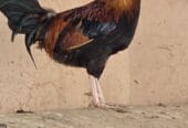 🔥 For sale: Purebred Omani rooster – looks and performs well 🔥