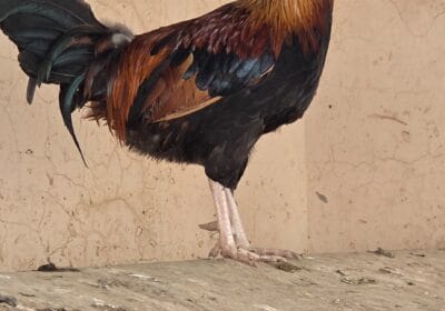 9f649207-a2a2-4bd3-b0c5-90f798086bd2