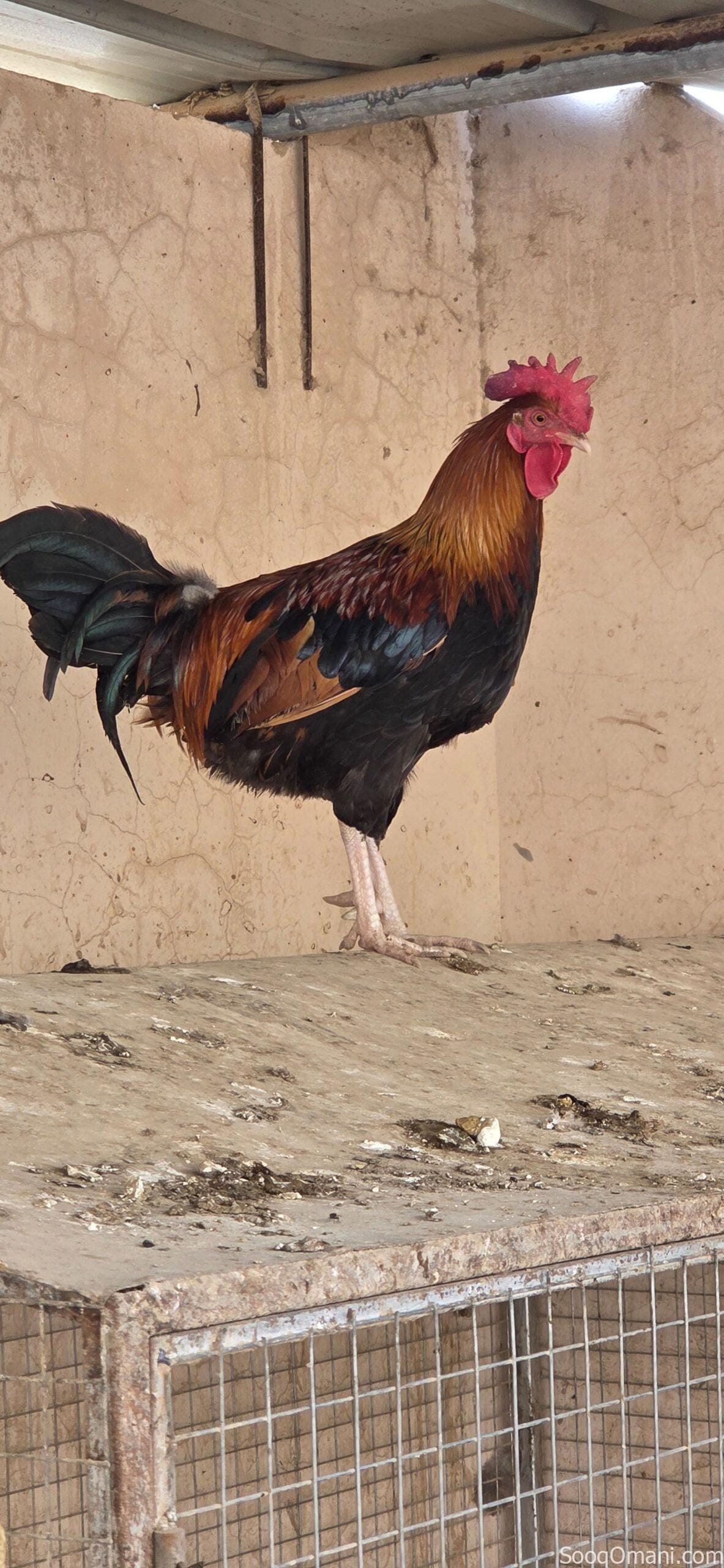 🔥 For sale: Purebred Omani rooster – looks and performs well 🔥