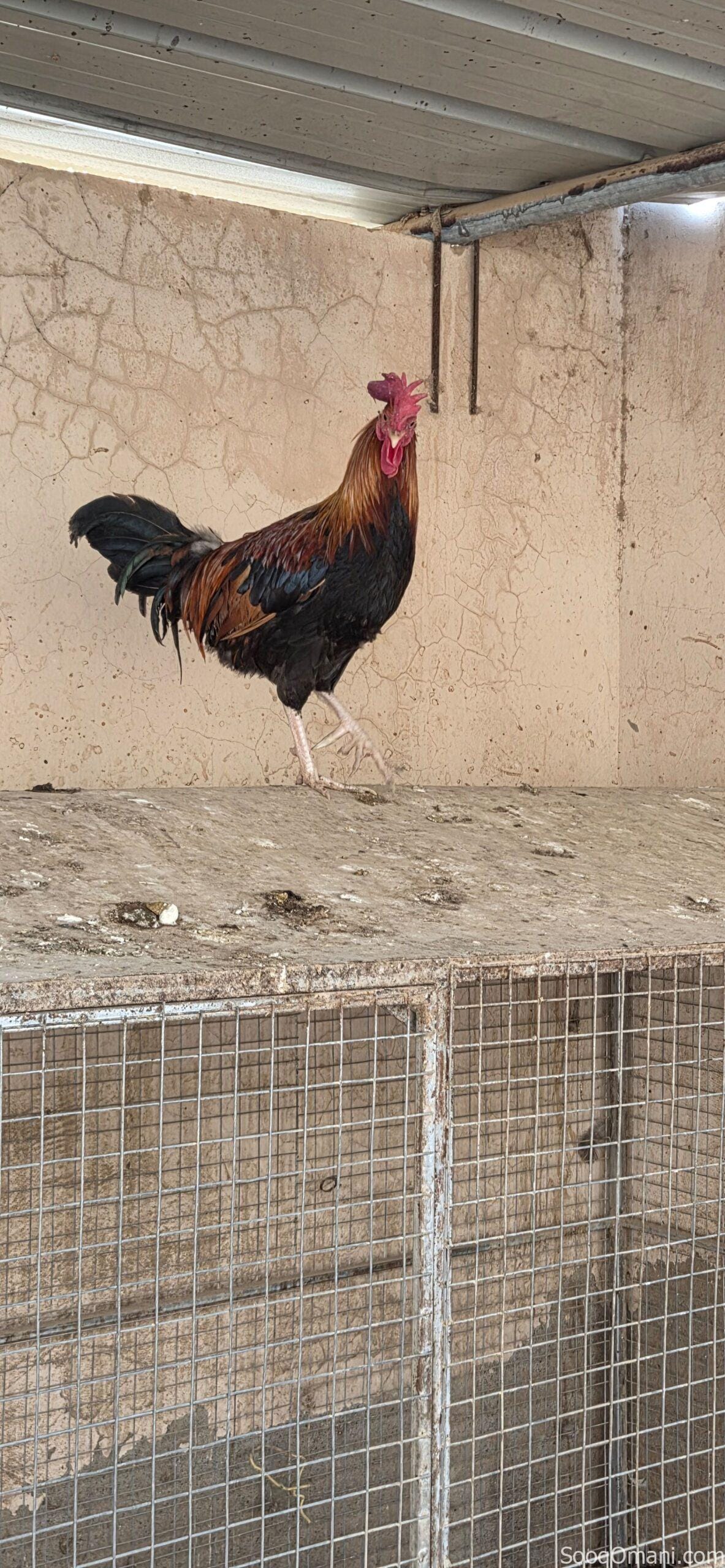 🔥 For sale: Purebred Omani rooster – looks and performs well 🔥