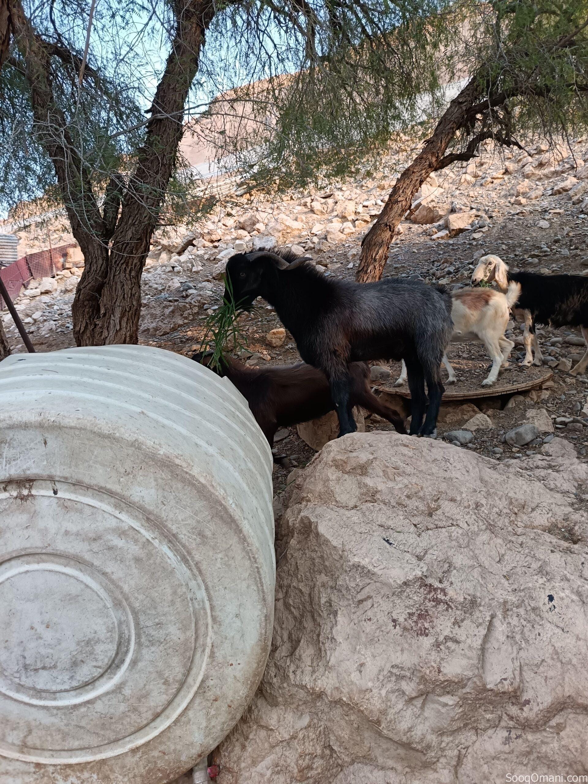 تيس الدار بغيته للذبح ولا هديد