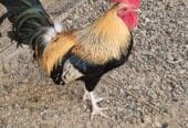 🔥 Purebred Omani rooster for sale – a unique opportunity 🔥