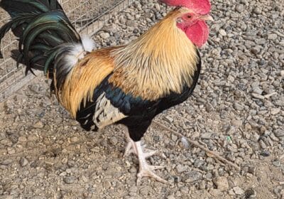 d24b63d6-dc09-4e96-b74f-94cc4e207b21