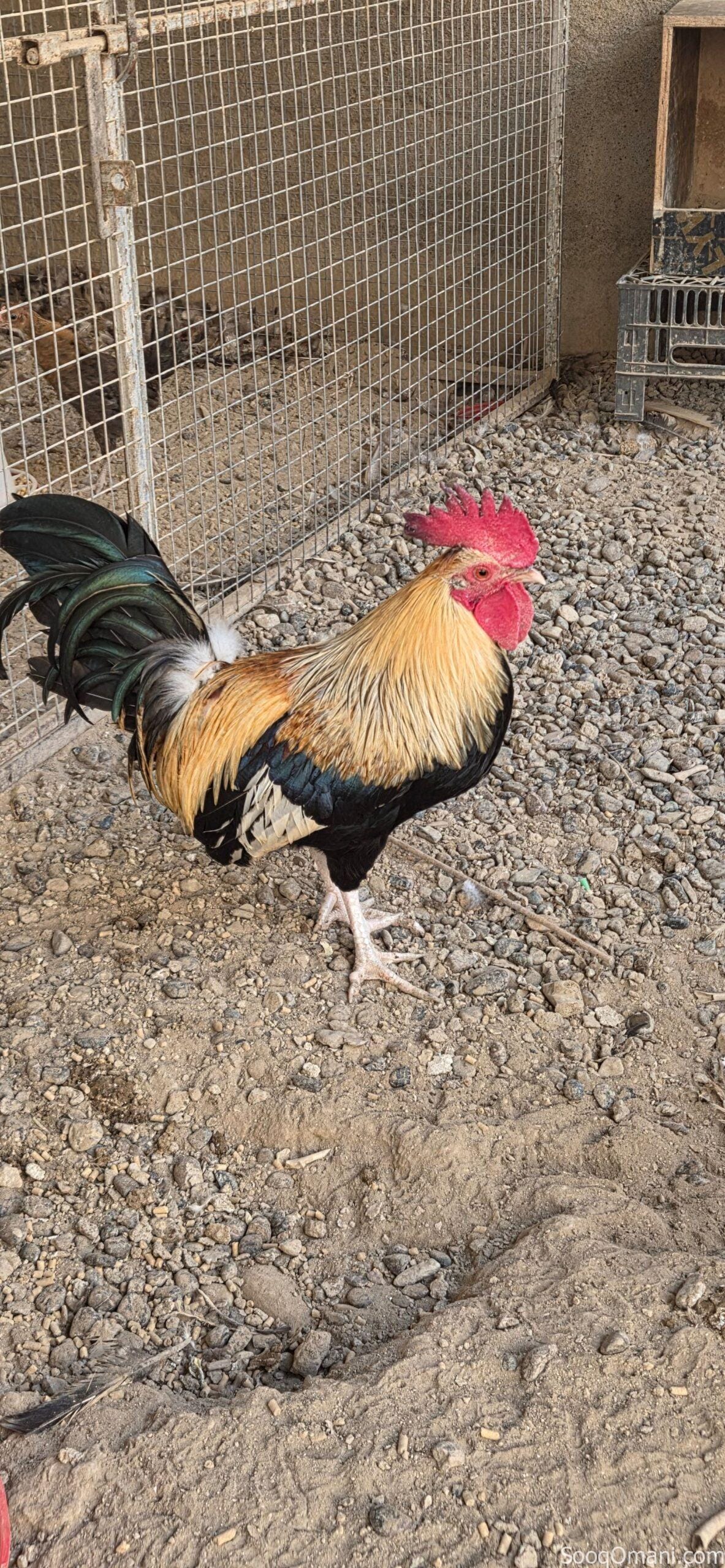 🔥 للبيع ديك عُماني أصيل – فرصة مميزة 🔥