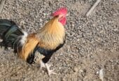 🔥 Purebred Omani rooster for sale – a unique opportunity 🔥