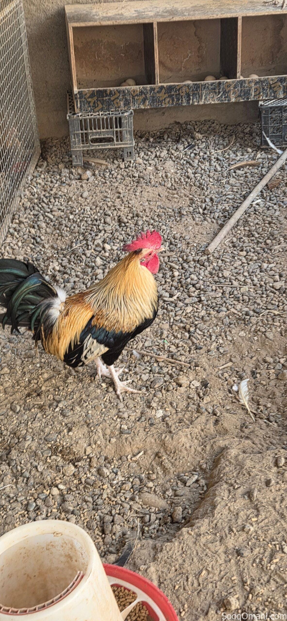 🔥 للبيع ديك عُماني أصيل – فرصة مميزة 🔥