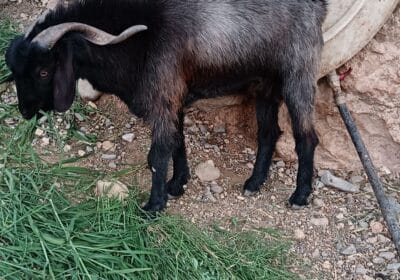 e922ad08-5dc4-4bf2-8f25-63a4e82d50a6