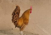 🔥 Unmissable Opportunity | Purebred Omani Rooster for Sale 🔥