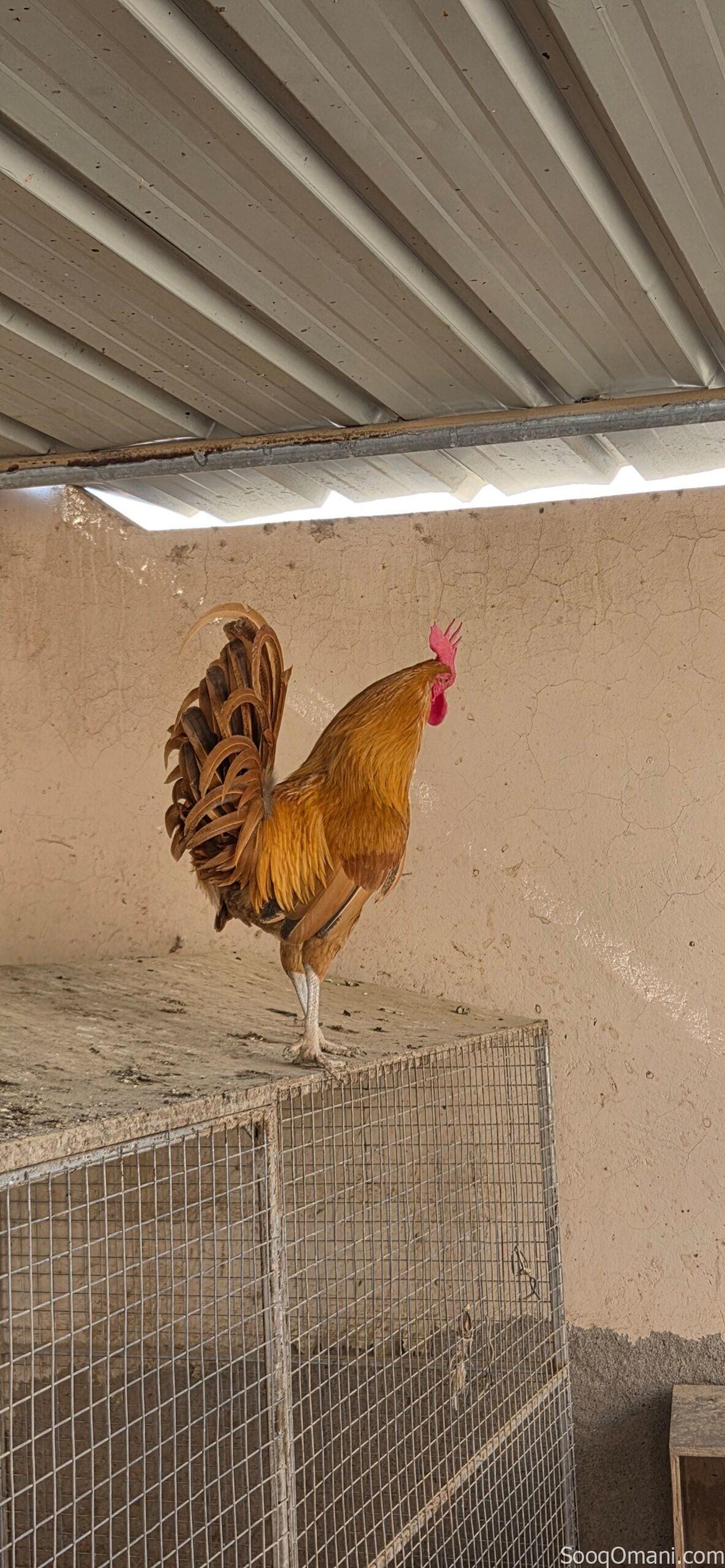 🔥 Unmissable Opportunity | Purebred Omani Rooster for Sale 🔥