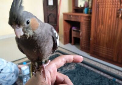 1fe36788-a516-44a8-8dad-84dd252e4b15